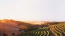 Hardys Wines
