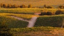 Rodney Strong Vineyards