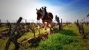 Domaine Huet