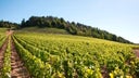 Domaine Michel Juillot