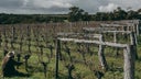 Pierro Wines