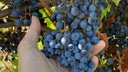 Heirloom Vineyards