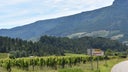 Chateau Doisy-Vedrines