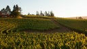 Archery Summit Winery