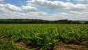 Domaine Louis Claude Desvignes