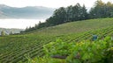 Sterling Vineyards