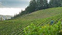 Sterling Vineyards