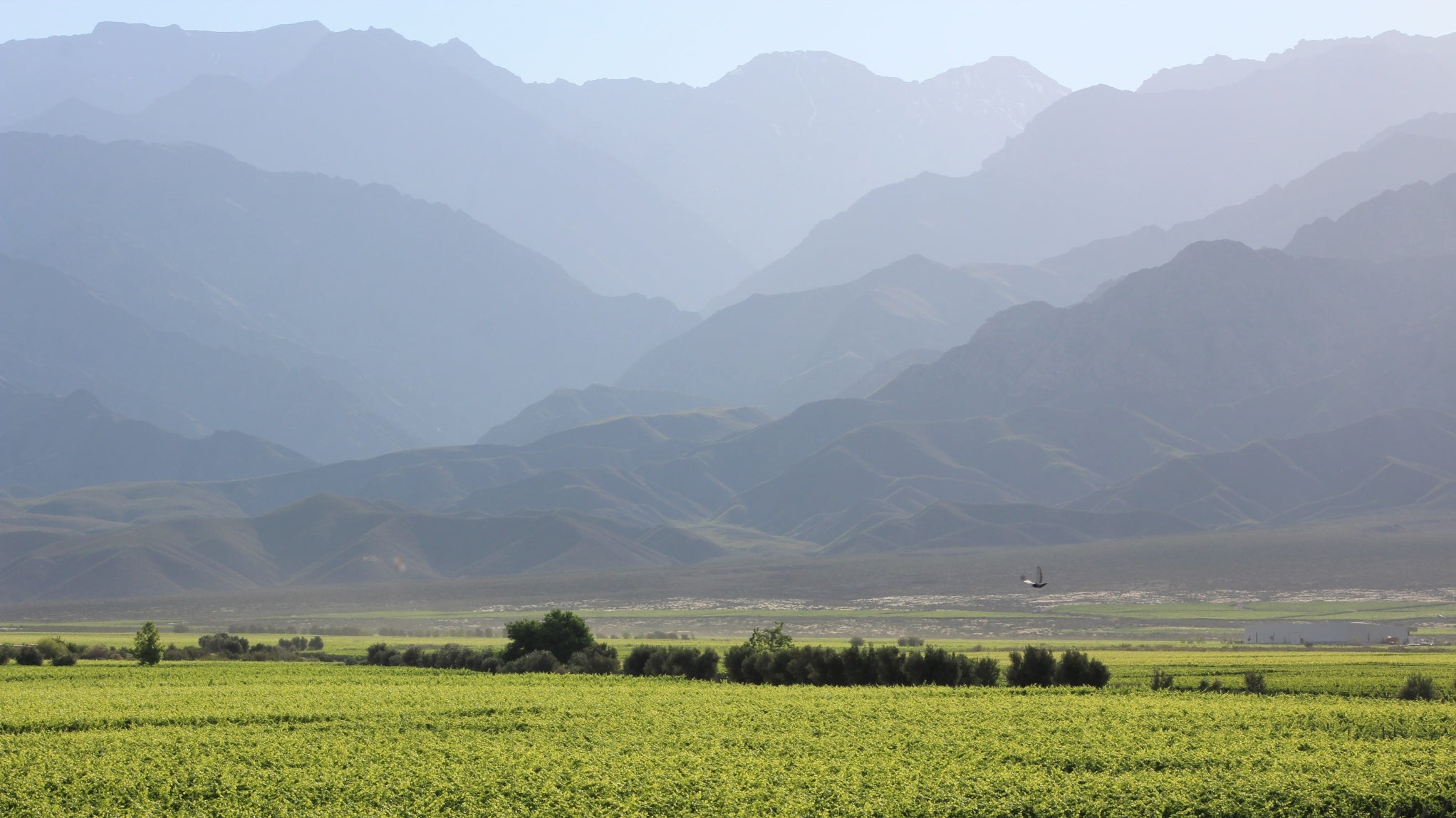 Errazuriz Kai Carmenere, Aconcagua Valley, Chile | prices