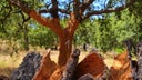 Alentejo