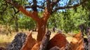 Alentejo