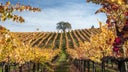 Alexander Valley