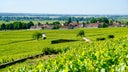 Aloxe-Corton