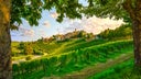 Barbera d'Alba
