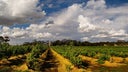 Barossa