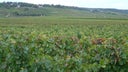 Beaune Les Marconnets