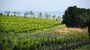 Bellarine Peninsula
