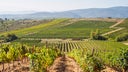 Bierzo