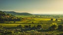 Bolgheri