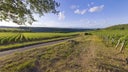 Bourgogne Aligote