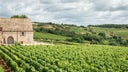 Bourgogne Blanc