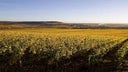Bourgogne Cote d'Or