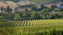 Bourgogne Rouge