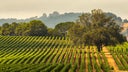 California