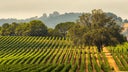 California