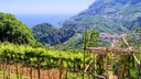 Campania IGT