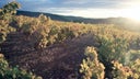 Campo de Borja