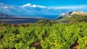 Cannonau di Sardegna