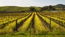 Carneros