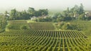 Castillon Cotes de Bordeaux