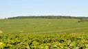Chablis Butteaux
