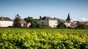 Chassagne-Montrachet La Maltroie