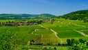 Chassagne-Montrachet Les Macherelles