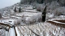 Chateau-Grillet