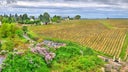 Chinon