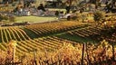 Cognac Petite Champagne