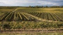 Colli Orientali del Friuli