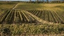 Colli Orientali del Friuli