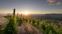 Constantia