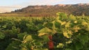 Corbieres-Boutenac