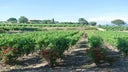 Coteaux d'Aix-en-Provence