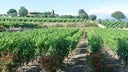 Coteaux d'Aix-en-Provence
