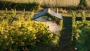 Coteaux du Loir