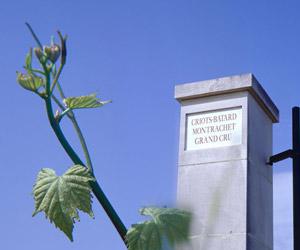CriotsBatardMontrachet, Burgundy France Wine Region WineSearcher