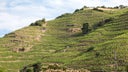 Crozes-Hermitage