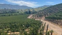Curico Valley
