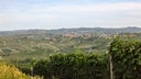 Dolcetto d'Alba